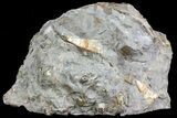 Sphenodiscus Ammonite Cluster- South Dakota #73837-2